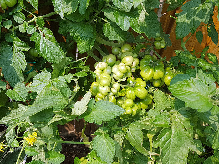 green-reisetomate-tomatoes
